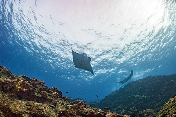 4 Atitudes sustentáveis para proteger o mar