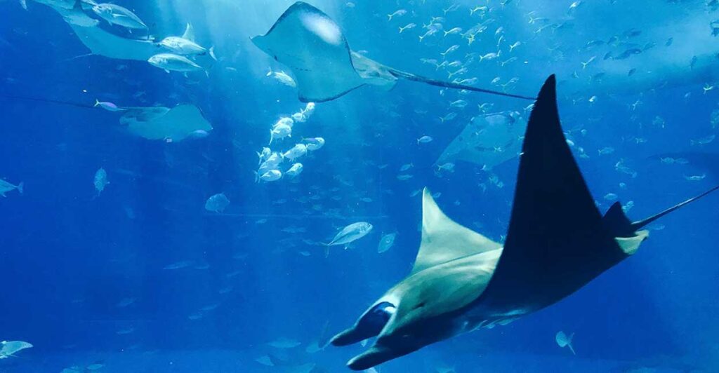 capa-91 fauna-marinha-especies-oceanos